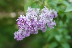 lila Blumen auf ein Grün lila Busch Nahansicht. Frühling Konzert. lila Garten. foto