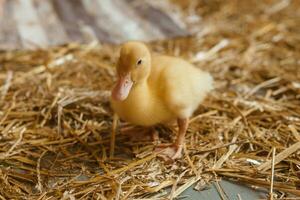 Leben Gelb Enten Nächster zu frisch Heu Nahansicht. das Konzept von erziehen Tiere auf ein Bauernhof. foto