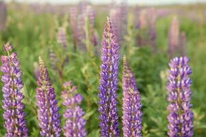 Fotos von Lupine Blumen im Natur