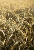 Ohren von Weizen wachsend im das Feld. das Konzept von Ernte. foto