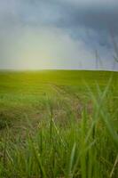 schön wenig Pfad auf ein Hügel umgeben durch Grün Gras, Landschaft von ein Pfad Das führt zu ein Grün Hügel foto