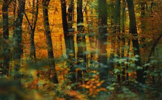 szenisch golden bunt Wald Landschaft foto