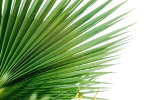 Grün Palme Blätter, natürlich Hintergrund. foto