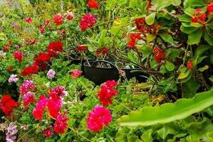 bunt Blumen im ein Garten foto