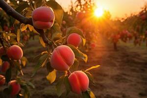 reif Pfirsiche auf ein Ast im das Obstgarten. Pfirsich Obstgarten beim Sonnenuntergang, Pfirsiche im das Bauernhof Feld, ai generiert foto