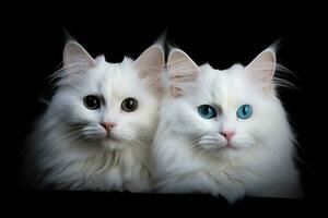 zwei schön Weiß Katzen mit Blau Augen auf ein schwarz Hintergrund. Studio Schuss, zwei Weiß Katzen auf ein schwarz Hintergrund mit ein Platz zum Ihre Text, ai generiert foto