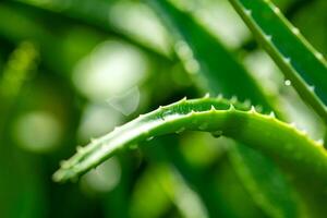 Aloe vera Pflanze schließen oben foto