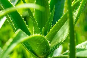 Aloe vera Pflanze schließen oben foto