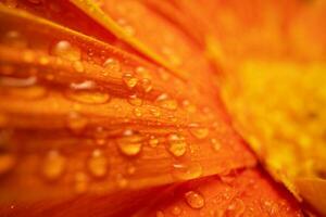 Orange Farbe Gänseblümchen Gerbera Blume schließen oben foto