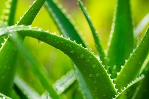 Aloe vera Pflanze schließen oben foto