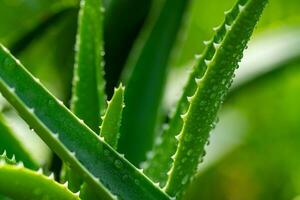 Aloe vera Pflanze schließen oben foto