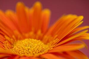 Orange Farbe Gänseblümchen Gerbera Blume schließen oben foto