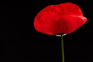 rot Mohn Blume auf schwarz Hintergrund foto