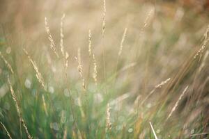 schön natürlich Hintergrund, Gras im Tau foto