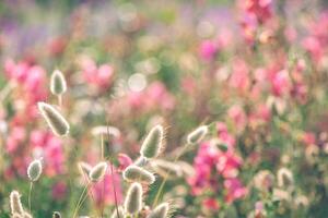 natürlich Hintergrund. schön Rosa Blumen, Hintergrund aus von Fokus foto