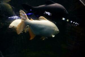 selektiv Fokus von Albino Dschingis Khan Fisch Schulen. foto