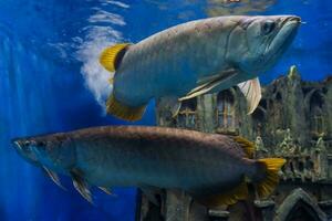 selektiv Fokus von Arowana Fisch Schwimmen im ein tief Aquarium. großartig zum Erziehung Kinder Über Marine Tiere. foto