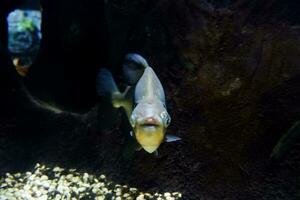 selektiv Fokus von Pomfret Schwimmen im ein tief Aquarium. foto