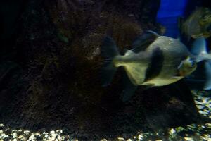 selektiv Fokus von Pomfret Schwimmen im ein tief Aquarium. foto