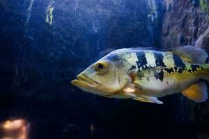 selektiv Fokus von afrikanisch Lungenfisch Schwimmen im das Ozean. großartig zum Erziehung Kinder Über Marine Tiere. foto