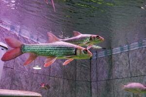 selektiv Fokus von Julieni Widerhaken Fisch Schwimmen im ein tief Aquarium. großartig zum Erziehung Kinder Über Marine Tiere. foto