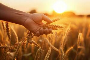 Farmer Hand berühren Weizen Ährchen auf Feld beim Sonnenuntergang, Nahaufnahme, Hand von Arbeiter Mann nehmen Weizen Spikes beim Sonnenuntergang schließen hoch, ai generiert foto