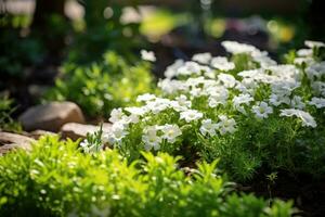 schön Weiß Blumen Blühen im das Garten. selektiv Fokus, wählen Fokus Bild von klein Weiß Blume Bett im das Garten, ai generiert foto