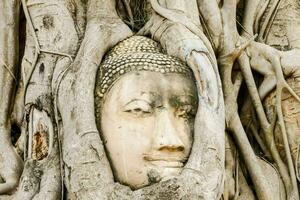 Buddha Statue im das Baum foto