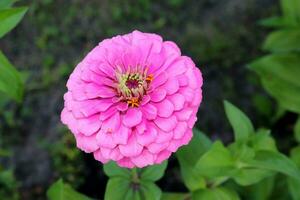 ein Blume von ein Fading Rosa Zinnie Zinnie Sorte Liliput im ein Blume Bett im das Garten. horizontal Makro Foto