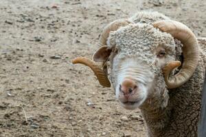 schließen oben von Merino Schaf suchen beim Kamera foto