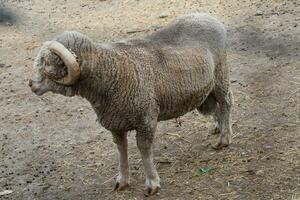männlich Schaf suchen zu das links. Spanien foto