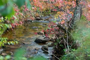 Herbst Farben im Wald beim Rascafria, Spanien foto