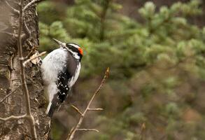 flaumig Specht auf ein Baum foto