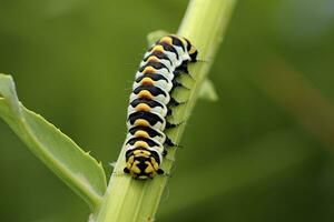 Raupe Schwalbenschwanz Schmetterling. generiert ai. foto