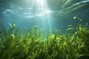 unter Wasser Aussicht von ein Gruppe von Meeresboden mit Grün Seegras. ai generiert foto