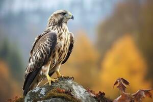 Falke Sitzung auf Felsen suchen zum Beute. ai generiert foto