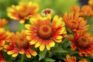 Gaillardia oder Decke Blume. hell und bunt Schatten von warm Töne. ai generiert foto