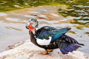 ein schwarz und Weiß Ente ist Stehen im das Wasser foto