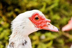 ein schließen oben von ein Weiß und rot Ente foto