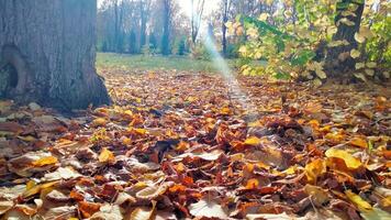 Herbst. mehrfarbig Ahorn Blätter Lüge auf das Gras. bunt Hintergrund Bild von gefallen Herbst Blätter perfekt zum saisonal verwenden foto