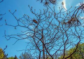 rhus Typhin im früh Frühling. rhus Typhina, Hirsch Sumach, ist ein Spezies von blühen Pflanze im das Anacardiaceae Familie. foto