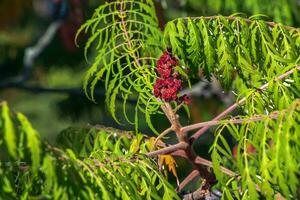 rhus Typhin im Oktober. rhus Typhina, Hirsch Sumach, ist ein Spezies von blühen Pflanze im das Anacardiaceae Familie. foto