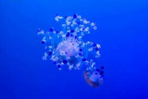 ein Qualle Schwimmen im ein Blau Ozean foto