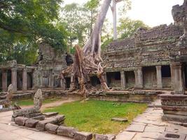 Luftbaumwurzel im Preah Khan Tempel, Siem Reap Kambodscha foto