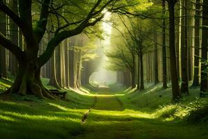 ein Pfad durch ein Wald mit Bäume und Sonnenlicht. KI-generiert foto