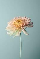 zart Chrysantheme Blume auf Pastell- Blau Hintergrund ai generativ foto