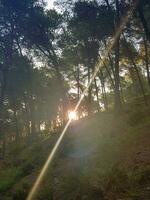 ein Strahl von Sonnenlicht Streifen durch ein Kiefer Wald foto