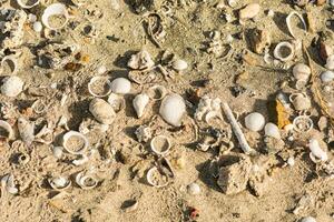 Menge von Weiß Muscheln im das Sand von das Strand auf Ferien foto