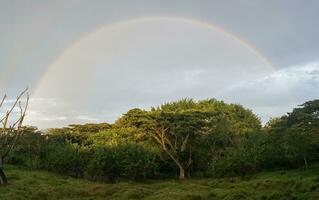 Regenbogen im das Himmel Über ein Baum im das Landschaft foto