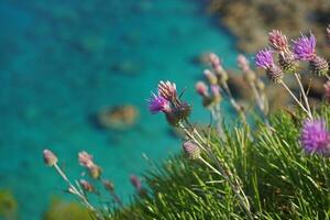 lila Blumen mit Bienen auf das Hintergrund von Blau Meer foto